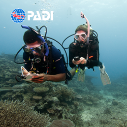 PADI Discover Local Diving